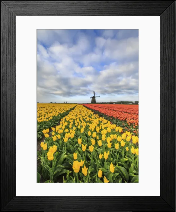 Framed Print : Spring clouds on fields of multicolored tulips and windmill Berkmeer Koggenland North Framed Print : Spring clouds on fields of multicolored tulips and windmill Berkmeer Koggenland North