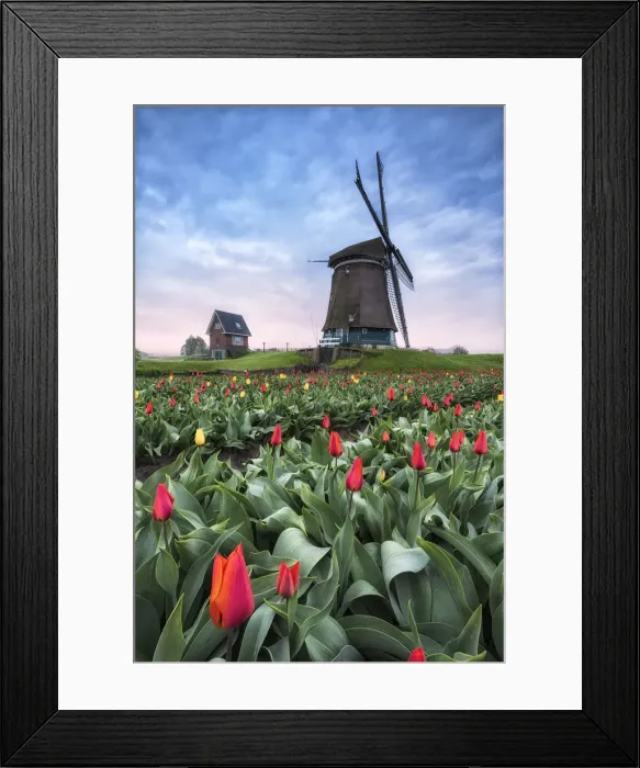 Framed Print : View of multicolored fields of tulips and windmills at spring Berkmeer Koggenland Framed Print : View of multicolored fields of tulips and windmills at spring Berkmeer Koggenland
