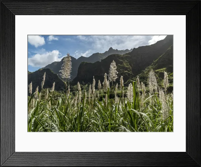 Framed Print : africa, Cape Verde, Santo Antao. Sugar cane in the Paul Valley