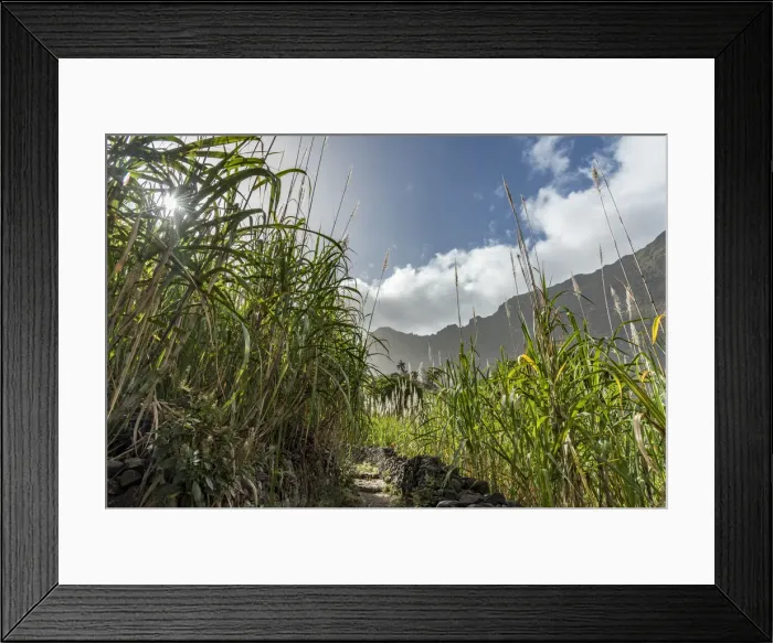 Framed Print : africa, Cape Verde, Santo Antao. Sugar cane in the Paul Valley Framed Print : africa, Cape Verde, Santo Antao. Sugar cane in the Paul Valley