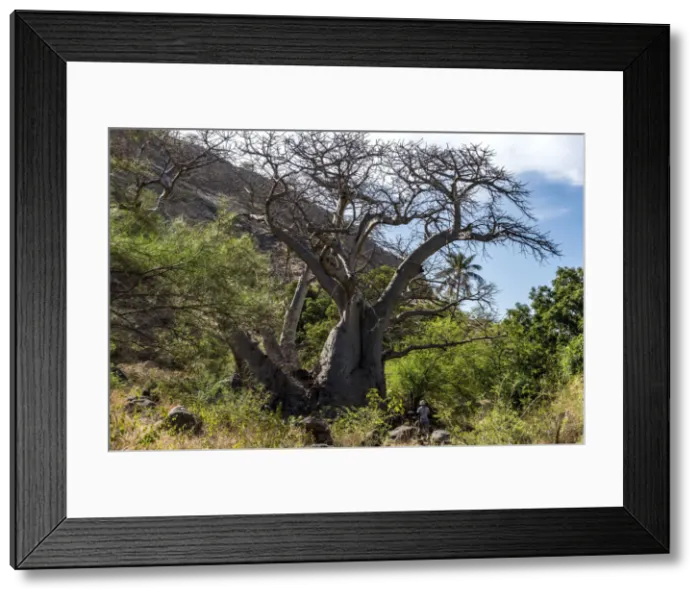 Framed Print : africa, Cape Verde, Santiago. The big baobab on the way to Cidade Velha