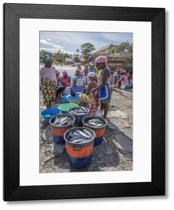 Framed Print : africa, Cape Verde, Santiago. Market-women buying fresh fish in Tarrafal Framed Print : africa, Cape Verde, Santiago. Market-women buying fresh fish in Tarrafal