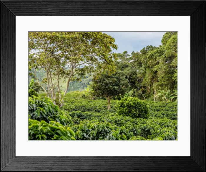 Framed Print : Coffee Field, San Agustin, Huila Department, Colombia Framed Print : Coffee Field, San Agustin, Huila Department, Colombia