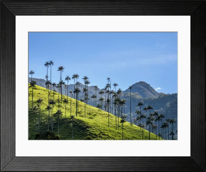 Framed Print : Wax Palms (Ceroxylon quindiuense), Cocora Valley, Salento, Quindio Department, Colombia Framed Print : Wax Palms (Ceroxylon quindiuense), Cocora Valley, Salento, Quindio Department, Colombia