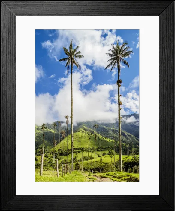 Framed Print : Wax Palms (Ceroxylon quindiuense), Cocora Valley, Salento, Quindio Department, Colombia Framed Print : Wax Palms (Ceroxylon quindiuense), Cocora Valley, Salento, Quindio Department, Colombia