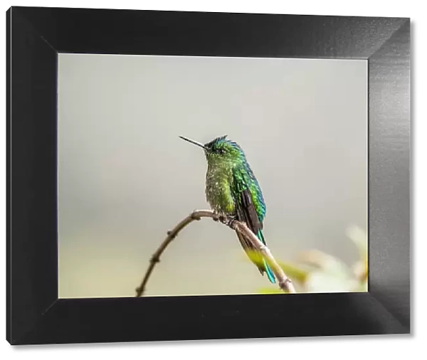 Colibri Hummingbird, La Montana, Salento, Quindio Department, Colombia