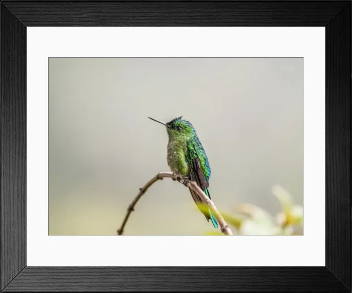 Framed Print : Colibri Hummingbird, La Montana, Salento, Quindio Department, Colombia Framed Print : Colibri Hummingbird, La Montana, Salento, Quindio Department, Colombia