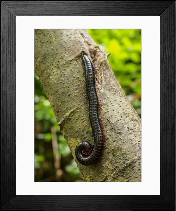 Framed Print : Millipede (Myriapoda) at Tayrona National Natural Park, Magdalena Department, Caribbean Framed Print : Millipede (Myriapoda) at Tayrona National Natural Park, Magdalena Department, Caribbean