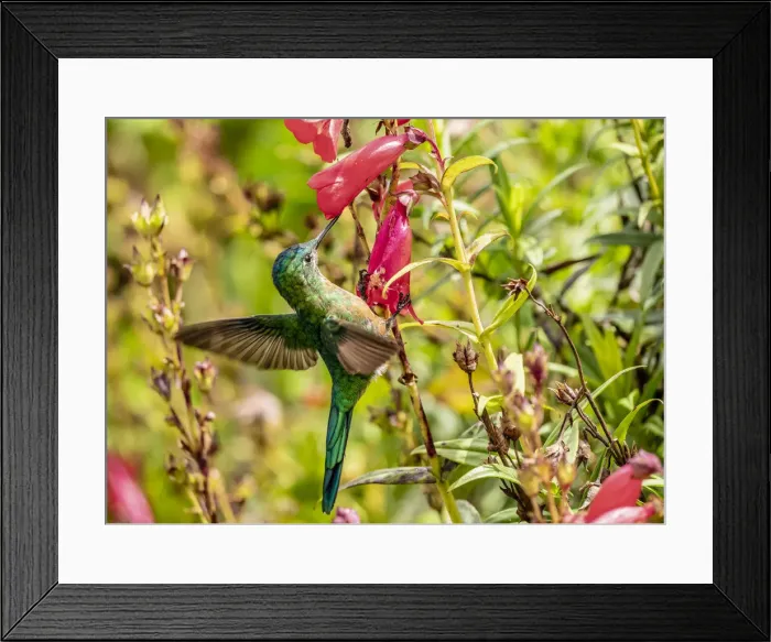 Framed Print : Colibri Hummingbird, La Montana, Salento, Quindio Department, Colombia Framed Print : Colibri Hummingbird, La Montana, Salento, Quindio Department, Colombia