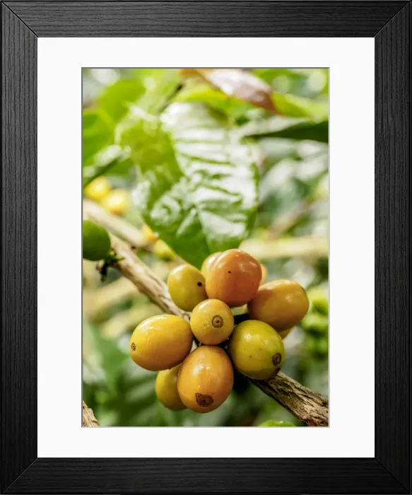 Framed Print : Coffea Cherries, Coffee Triangle, Salento, Quindio Department, Colombia Framed Print : Coffea Cherries, Coffee Triangle, Salento, Quindio Department, Colombia