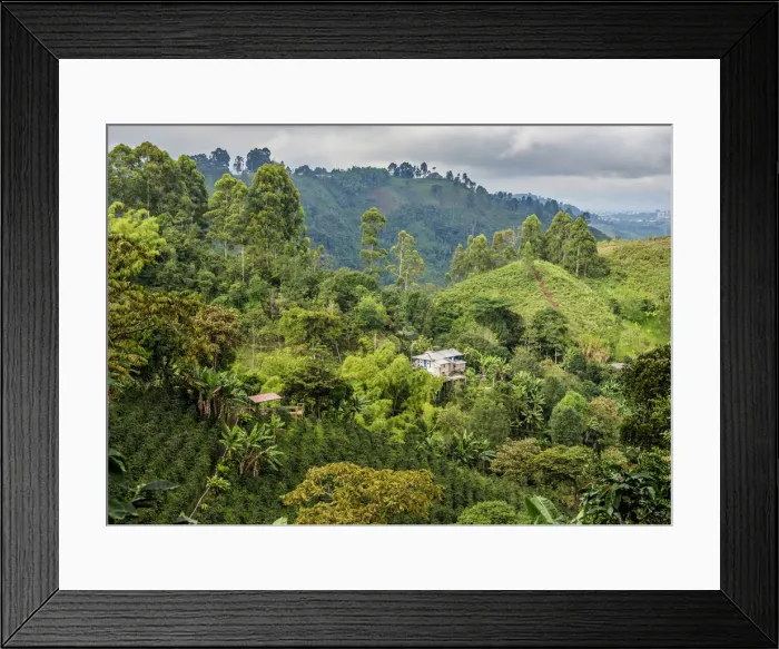 Framed Print : Coffea Plantation, Salento, Quindio Department, Colombia Framed Print : Coffea Plantation, Salento, Quindio Department, Colombia