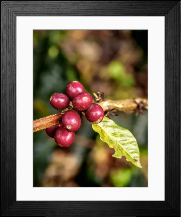 Framed Print : Coffea Cherries, Coffee Triangle, Salento, Quindio Department, Colombia Framed Print : Coffea Cherries, Coffee Triangle, Salento, Quindio Department, Colombia