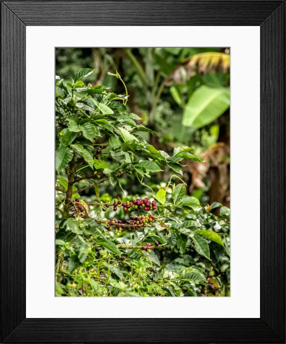 Framed Print : Salento, Quindio Department, Colombia Framed Print : Salento, Quindio Department, Colombia
