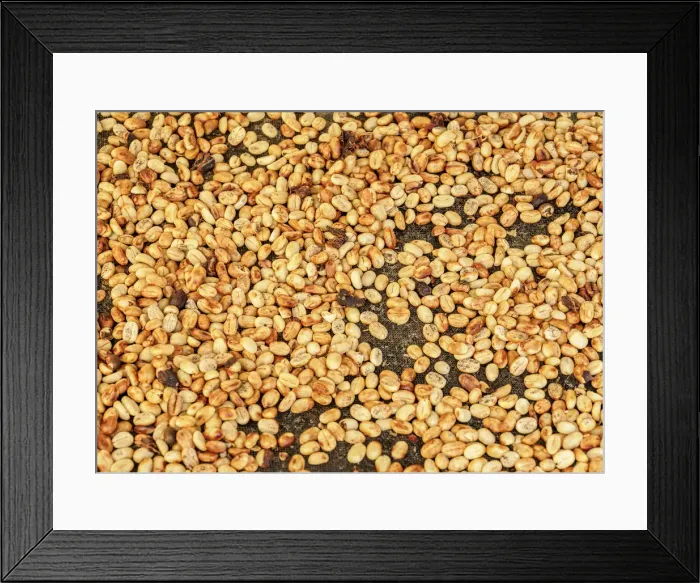 Framed Print : Coffee Beans, El Ocaso Farm, Salento, Quindio Department, Colombia Framed Print : Coffee Beans, El Ocaso Farm, Salento, Quindio Department, Colombia