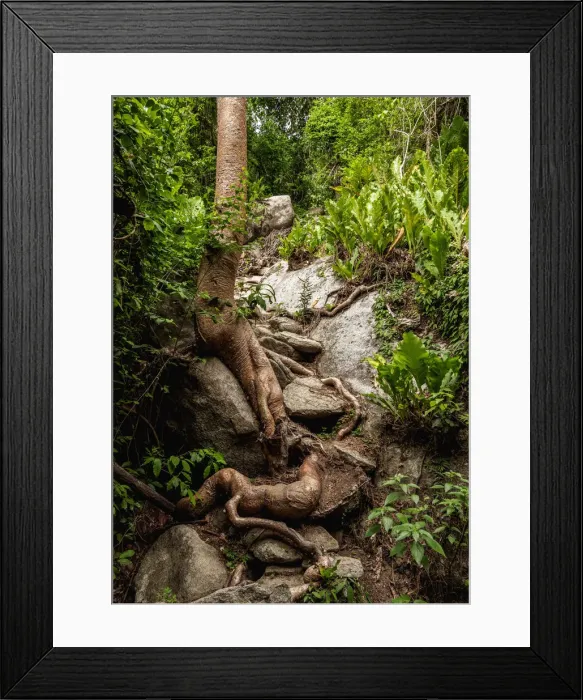 Framed Print : Kogi Trail from El Cabo to Pueblito Chairama, Tayrona National Natural Park, Magdalena