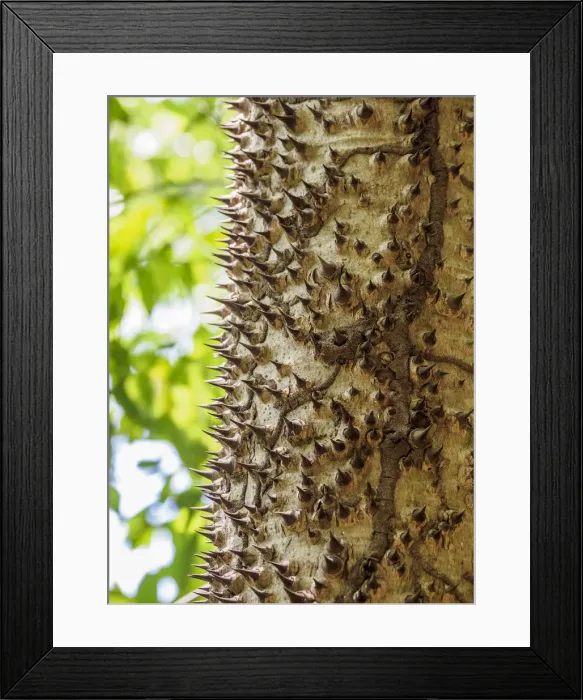 Framed Print : Ceiba Tree Trunk at Tayrona National Natural Park, Magdalena Department, Caribbean Framed Print : Ceiba Tree Trunk at Tayrona National Natural Park, Magdalena Department, Caribbean