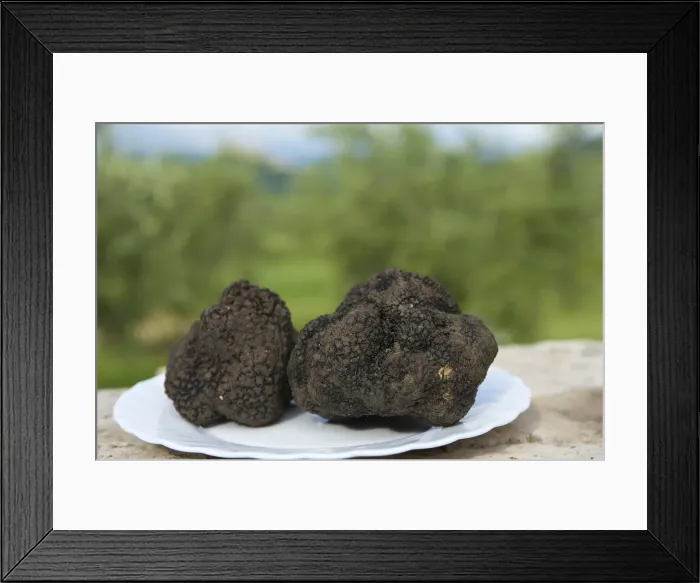 Framed Print : Black truffle, Croatia Framed Print : Black truffle, Croatia