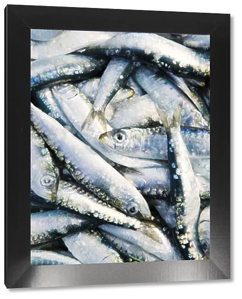 Europe, Balkans, Croatia, Hvar island, freshly caught sardines