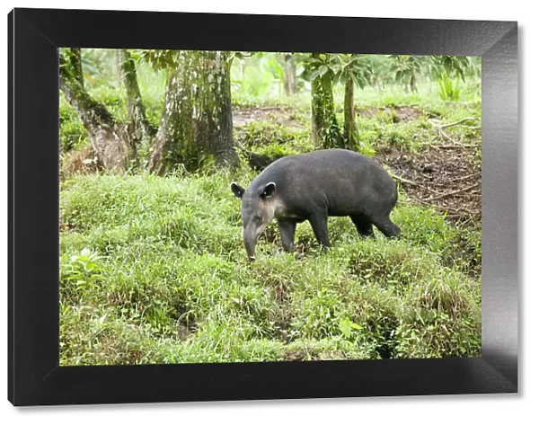 Central America, Costa Rica, Heredia, Central American or Bairds tapir (Tapirus