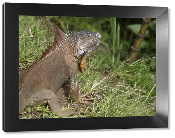 Central America, Costa Rica, common iguana (Iguana iguana)