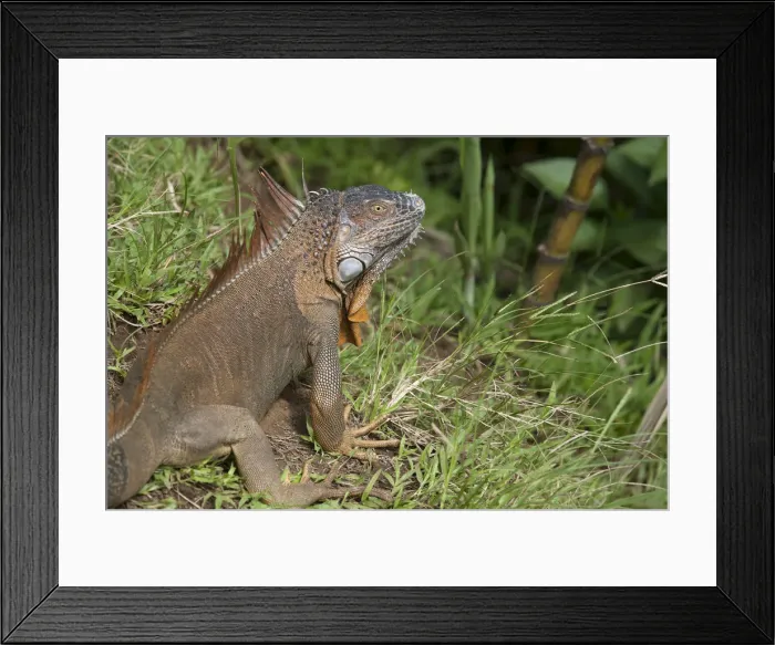 Framed Print : Central America, Costa Rica, common iguana (Iguana iguana) Framed Print : Central America, Costa Rica, common iguana (Iguana iguana)