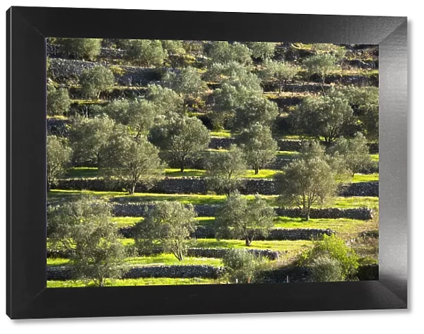Europe, Balkans, Croatia, Korcula, olive trees planted on ancient terraces near Vela Luka