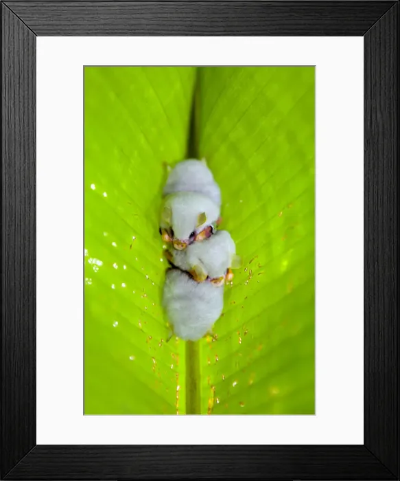 Framed Print : Central America, Costa Rica, Honduran White Bat (Ectophylla alba) roosting under Heliconia Framed Print : Central America, Costa Rica, Honduran White Bat (Ectophylla alba) roosting under Heliconia