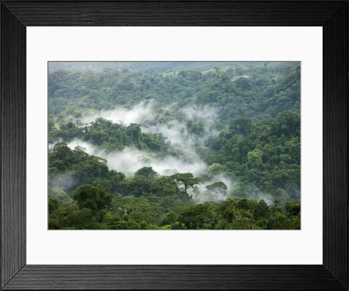 Framed Print : Central America, Costa Rica, mist rising off cloud forest