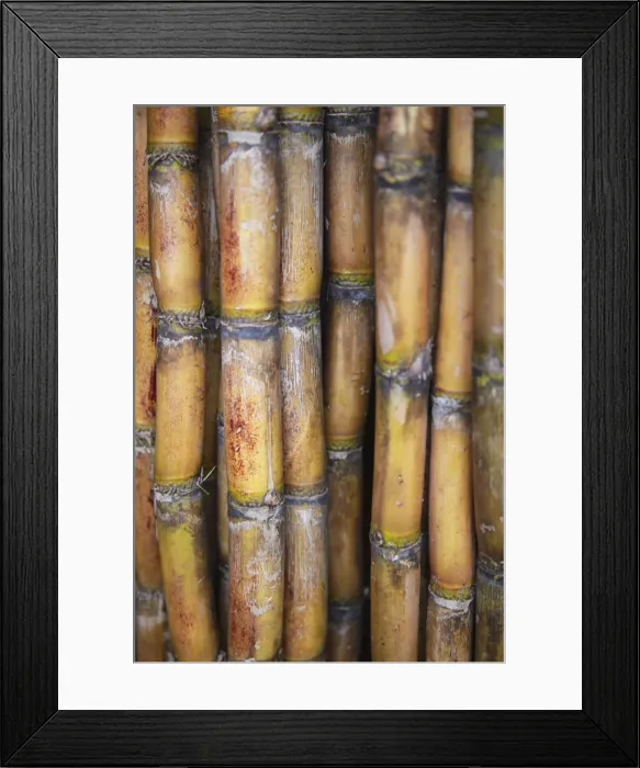 Framed Print : Sugarcane at market, Phnom Penh, Cambodia Framed Print : Sugarcane at market, Phnom Penh, Cambodia