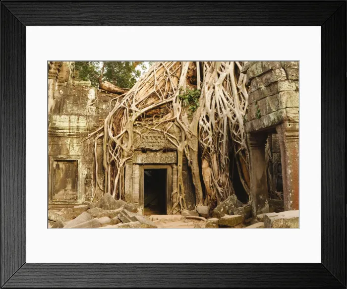 Framed Print : Cambodia, Siem Reap, Angkor. Overgrown tree roots at Ta Prohm, part of the Angkor Framed Print : Cambodia, Siem Reap, Angkor. Overgrown tree roots at Ta Prohm, part of the Angkor