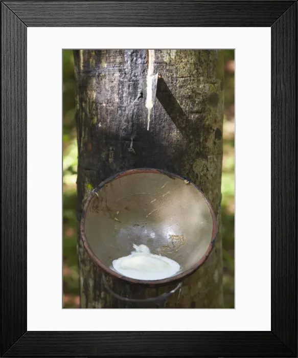 Framed Print : Rubber being collected at rubber plantation, Kampong Cham, Cambodia Framed Print : Rubber being collected at rubber plantation, Kampong Cham, Cambodia