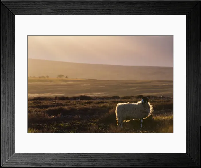 Framed Print : United Kingdom, England, North Yorkshire, Goathland. A sheep on the Moors near Goathland Framed Print : United Kingdom, England, North Yorkshire, Goathland. A sheep on the Moors near Goathland