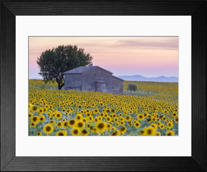 Framed Print : Provence, Valensole Plateau, France, Europe Framed Print : Provence, Valensole Plateau, France, Europe