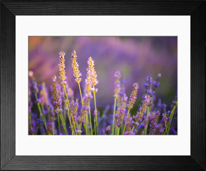 Framed Print : Provence, France, Europe. Purlple lavander field, macro details of the flowers with bee Framed Print : Provence, France, Europe. Purlple lavander field, macro details of the flowers with bee