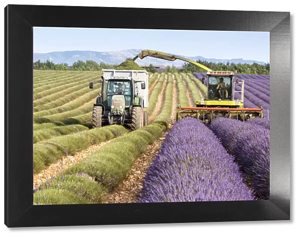 Provence, Valensole Plateau, France, Europe. Lavender field harvesting during summer