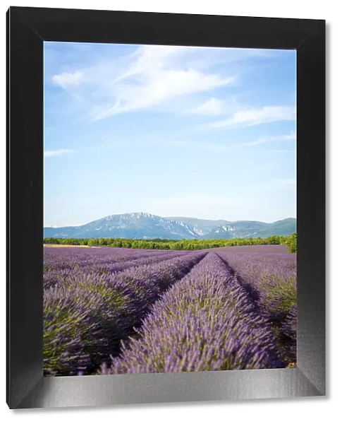 Provence, France, Europe. Purlple lavender fields full of flowers, natural light
