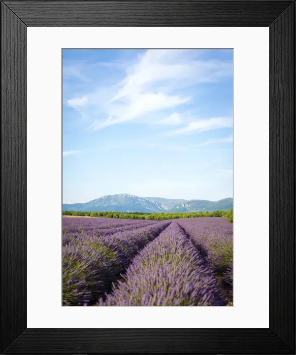 Framed Print : Provence, France, Europe. Purlple lavender fields full of flowers, natural light Framed Print : Provence, France, Europe. Purlple lavender fields full of flowers, natural light