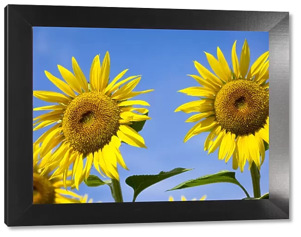 Provence, France, Europe. two sunflowers close up, isolated on blue sky background