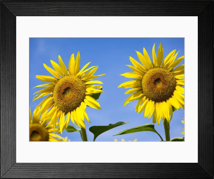 Framed Print : Provence, France, Europe. two sunflowers close up, isolated on blue sky background Framed Print : Provence, France, Europe. two sunflowers close up, isolated on blue sky background