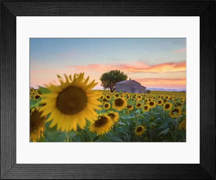 Framed Print : Provence, Valensole Plateau, France, Europe Framed Print : Provence, Valensole Plateau, France, Europe
