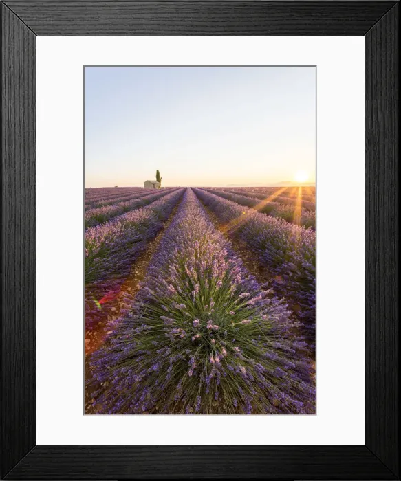 Framed Print : Provence, Valensole Plateau, France, Europe Framed Print : Provence, Valensole Plateau, France, Europe