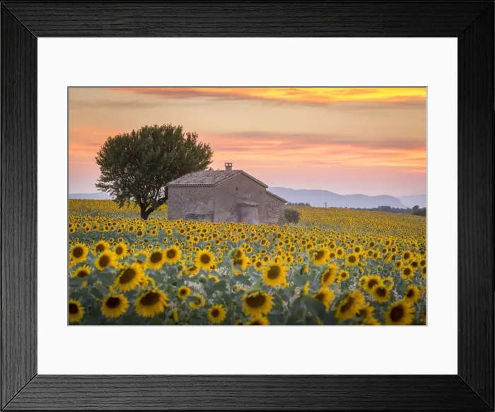 Framed Print : Provence, Valensole Plateau, France, Europe Framed Print : Provence, Valensole Plateau, France, Europe