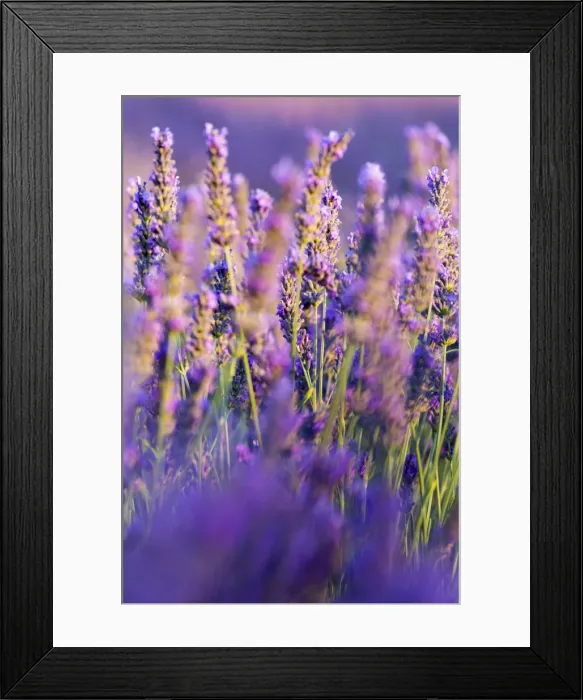 Framed Print : Provence, France, Europe. Purlple lavander field, macro details of the flowers with bee Framed Print : Provence, France, Europe. Purlple lavander field, macro details of the flowers with bee