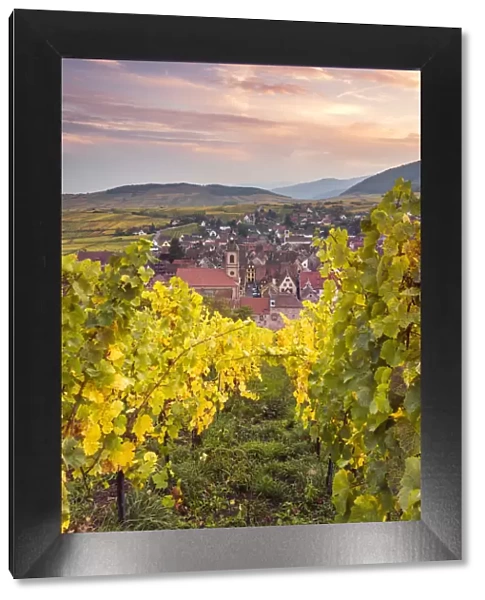 Sunset over the vineyards surrounding Riquewihr, Alsace, France