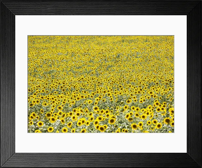 Framed Print : Provence, France, Europe. Field full of yellow sunflowers in bloom, from a high point Framed Print : Provence, France, Europe. Field full of yellow sunflowers in bloom, from a high point