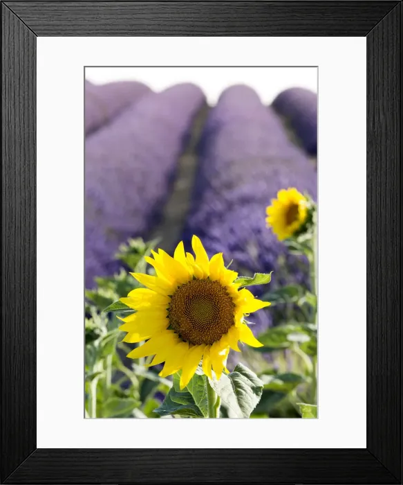 Framed Print : Provence, France, Europe. Lonely yellow sunflower in foreground, purlple lavander Framed Print : Provence, France, Europe. Lonely yellow sunflower in foreground, purlple lavander