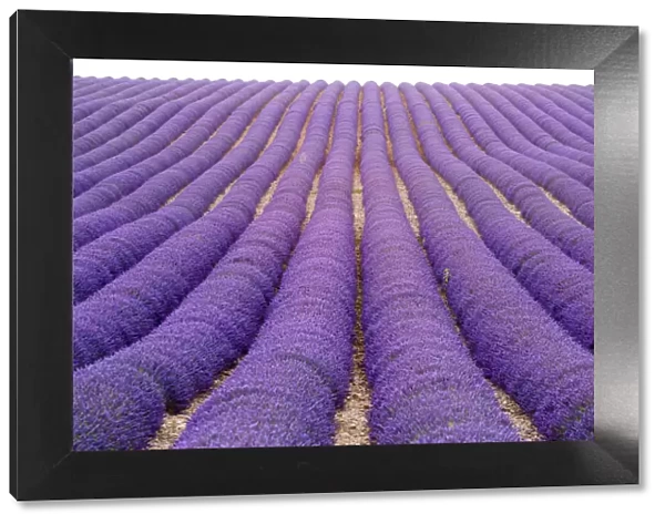 Provence, France, Europe. Purlple lavander fields full of flowers, natural light