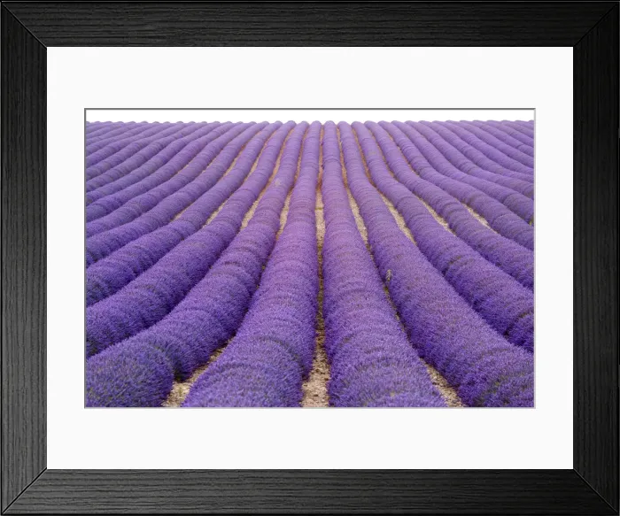 Framed Print : Provence, France, Europe. Purlple lavander fields full of flowers, natural light Framed Print : Provence, France, Europe. Purlple lavander fields full of flowers, natural light