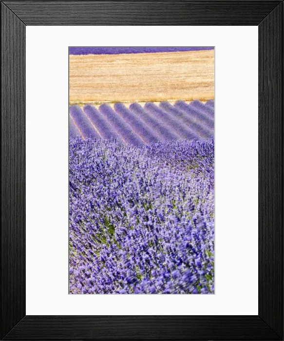 Framed Print : Lavender, Provence, France Framed Print : Lavender, Provence, France