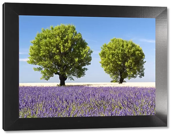 Two trees in a lavender field, Provence, France